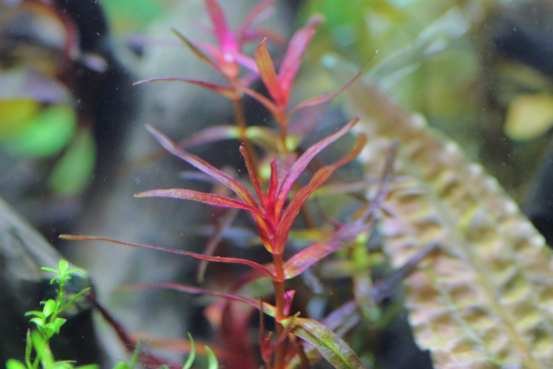 植栽から1日目　ロタラマクランドラ　ナローリーフ